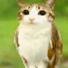 meowl592