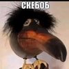 ponos3876