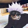my_catlily