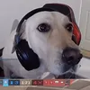 lemmiewink
