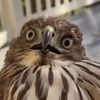 hawkwardie