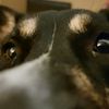 thedudeandhisdogbailey