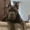 kingkongdabeast