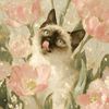 victoria__65221