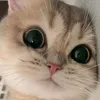 leuszy