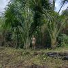 agropecuarioguerrero