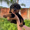 bkoliveiira4