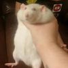 arandomrat_thingy