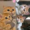 mizz.nuha