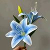 lily