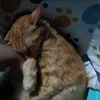 sopamewmew