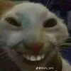 phamduchai8