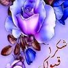 ahmadshah6831