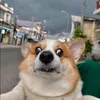 corgiunu