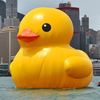 one_rubberduck