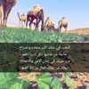 falah6627