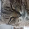 lau_petez
