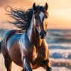 husan_tarwada2