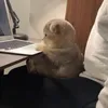timibabiboo