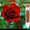 shamoli672