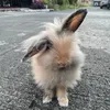 zoothemochi