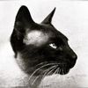 Daily Katz