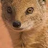 the_mongoose67