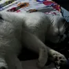 boogshcute