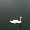 joybb3lle