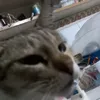 cat_ming2