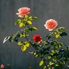 ayman37112