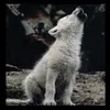 alestat_vampyre