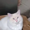 b4kingbread