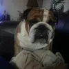 rebeccamybulldog