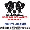 Hope for stray-pets sanctuary
