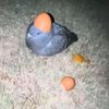 hofir_hofir_hofir