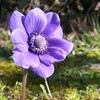 igonsfolower