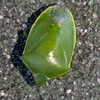 stink.bug30