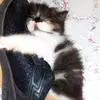 javiercatslover