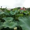 nguyenquanghop25