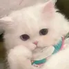mlvjnf