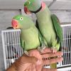 ahsan.8655