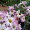 flower99058