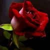 fadi.jee2