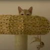 carefreewhiskers