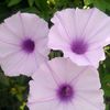 willi0473
