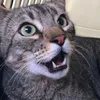 Familinha de Gato