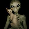 alienbbscat