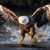 eagleeyecapital