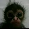 ykkissw